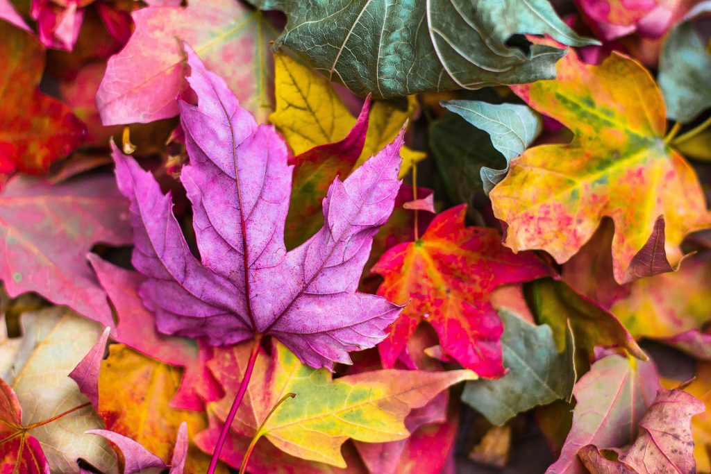 Pourquoi les feuilles tombentelles des arbres en automne ? • 5yp
